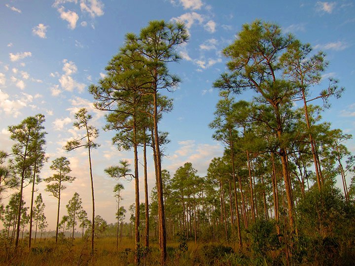 the-dade-county-pine-tree